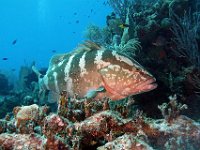Nassau Grouper, Cayman Brac